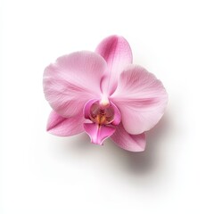 Obraz premium Soft Delicate Pink Orchid Bloom Captured from Above on White Background