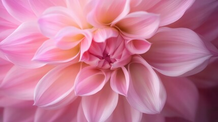This image showcases a close-up view of pink dahlia flower petals, capturing the intricate and delicate patterns in a serene and soft focus setting.