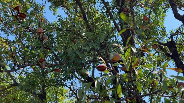 An almond tree hung with ripening green nuts against a sunny sky. Unripe green almonds hanging from the branches on a sunny day. Fresh green almond fruits on a tree, through the sun's rays. 4К