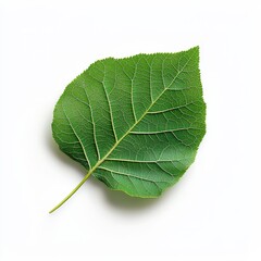 Obraz premium Vibrant Green Leaf with Intricate Details Showcased in Close up Photography