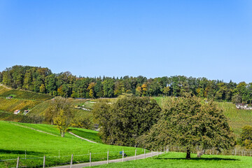 Aesch, Klus, Weinberge, Rebbergweg, Pfeffingen, Birseck, Baselland, Wanderweg, Landwirtschaft, Herbst, Herbstfarben, Schweiz, Nordwestschweiz