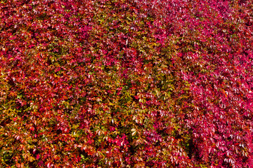 Colourful orange red leaves of Parthenocissus quinquefolia with sunlight, Virginia creeper is a...