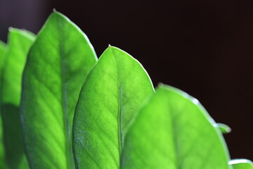 Fototapeta premium close up of leaves of Zamioculcas zamiifolia or emerald palm 