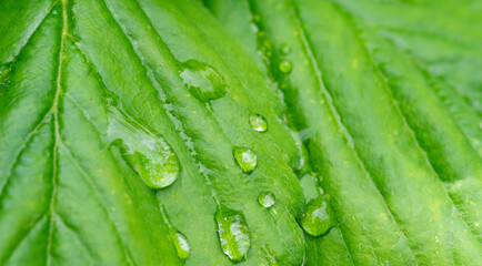 The texture of a green leaf in close-up
