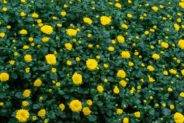 Background of yellow flowers and green leaves