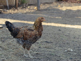 Welsummer Hen in the pen