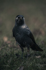 Jackdaw closeup photo, wild corvid bird