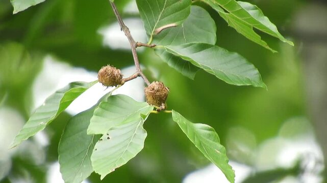 【4K】深山に実るブナの実：晩夏の森で毬栗状の殻をつけるブナの木と、豊かな原生林の自然風景素材【4K】深山に実るブナの実：晩夏の森で毬栗状の殻をつけるブナの木と、豊かな原生林の自然風景素材240829-1