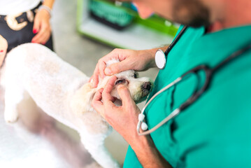 Veterinarian examining dog's eyes in veterinary clinic