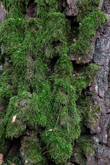 Green moss grows on the bark of a tree, in a public or natural park. The tree is covered with moss due to the high humidity of the climate. Textured natural background.