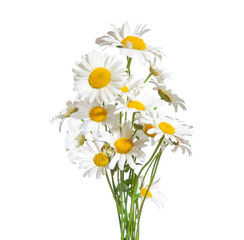 Bouquet  of Chamomiles isolated on a white background. Ox-Eye Daisy. Selective focus