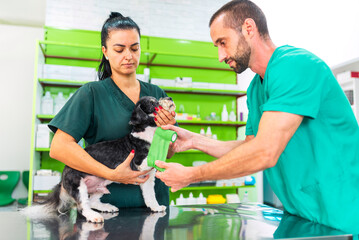 Veterinarians bandaging injured leg of small dog