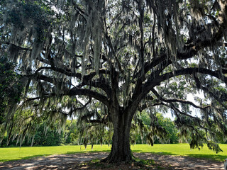 Oak Tree filled with Moss