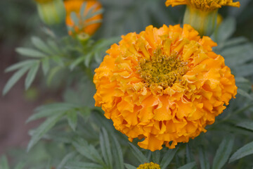 orange marigold flower blossom in garden, orange Mari Gold flowers for decorate garden, Close up of beautiful orange marigold flower. Nature, Marigold flowers bloom in the morning, Marigold