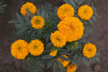 orange marigold flower blossom in garden, orange Mari Gold flowers for decorate garden, Close up of beautiful orange marigold flower. Nature, Marigold flowers bloom in the morning, Marigold