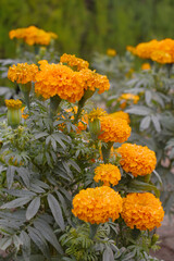 orange marigold flower blossom in garden, orange Mari Gold flowers for decorate garden, Close up of beautiful orange marigold flower. Nature, Marigold flowers bloom in the morning, Marigold