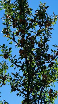 An almond tree hung with ripening green nuts against a sunny sky. Unripe green almonds hanging from the branches on a sunny day. Fresh green almond fruits on a tree, through the sun's rays. 4К