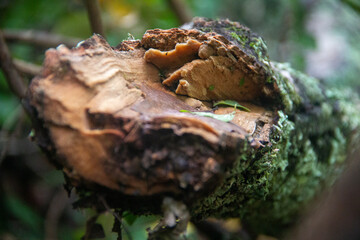 Splintered 02
