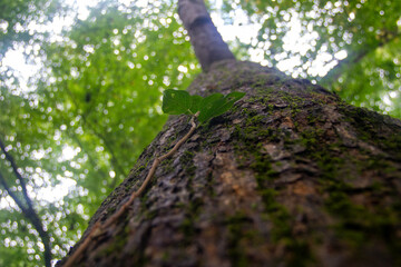 Obraz premium Vine on a Mossy Trunk: Center