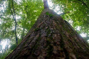 Naklejka premium Mossy Tree and Vine