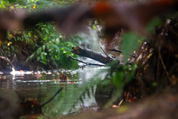 Framed Branch in Creek 02