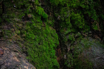 Mossy Trunk
