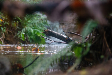 Framed Branch in Creek 03