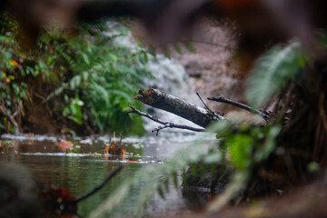 Framed Branch in Creek with Waterfall
