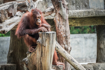 Orangutan Kalimantan (Pongo pygmaeus) activities during the day at the zoo. Concept for World Animal Day © Rizky