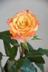 オレンジ色のバラ