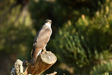 agila imperial sobre una roca en el campo