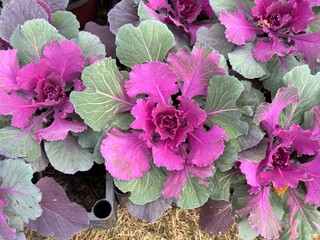 Colorful ornamental cabbage close-up. Brassica oleracea var. acephala f. tricolor fresh leaves....