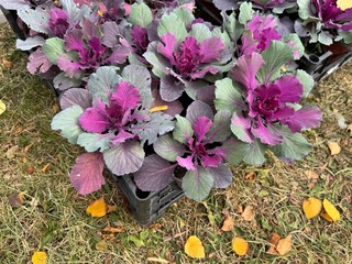 Colorful ornamental cabbage close-up. Brassica oleracea var. acephala f. tricolor fresh leaves....