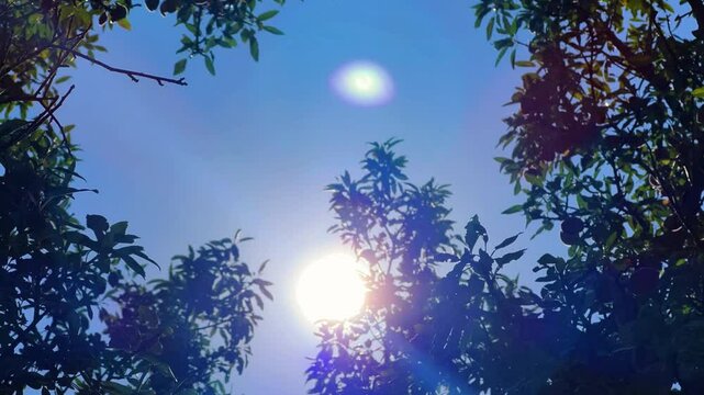 An almond tree hung with ripening green nuts against a sunny sky. Unripe green almonds hanging from the branches on a sunny day. Fresh green almond fruits on a tree, through the sun's rays. 4К