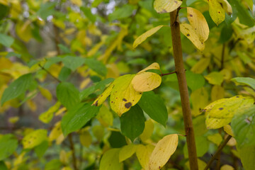 yellow autumn leaves from a tree in nature