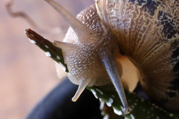 Closeup photography of the head and face of a snail on a green leaf. Super macro detail. Animal invertebrate. Garden pest. Dark background with copy space.
