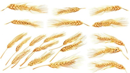 Grain wheat ears