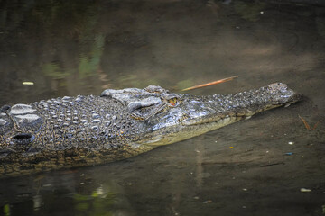 Close-up photo of The saltwater crocodile (Crocodylus porosus) is a crocodilian native to saltwater habitats, brackish wetlands and freshwater rivers. Concept for World Animal Day