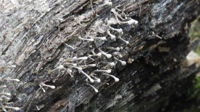 [4K] White Slime Mold (Myxomycetes) on Fallen Tree: Micro Nature Scenery in Forest, Aomori Japan 【4K】倒木に広がる白い粘菌：森の分解者、変形菌のミクロな生態と神秘的な自然風景素材 撮影日：20240822-1