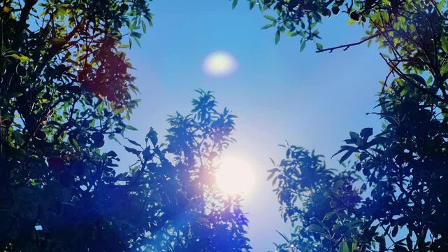 An almond tree hung with ripening green nuts against a sunny sky. Unripe green almonds hanging from the branches on a sunny day. Fresh green almond fruits on a tree, through the sun's rays. 4К