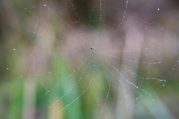 Cobwebs with morning dew .Close up of rain drops over cobwebs