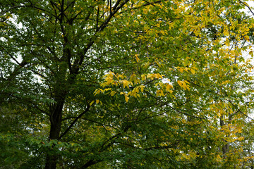 yellow autumn leaves on a tree in the forest