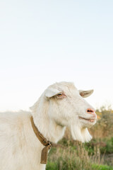 The white goat stands calmly in a lush green environment, displaying its soft fur and relaxed demeanor while enjoying the warm sunshine in the countryside.