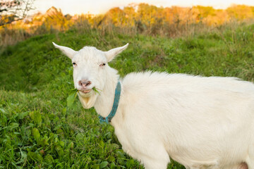 Obraz premium A white goat enjoys a snack of grass while standing in a lush green field under the warm sunlight of a pleasant afternoon, surrounded by nature.