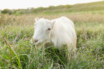 Fototapeta premium A young white calf munches on fresh grass in a verdant field. The warm sunlight casts a gentle glow on the peaceful rural landscape, creating a serene atmosphere.