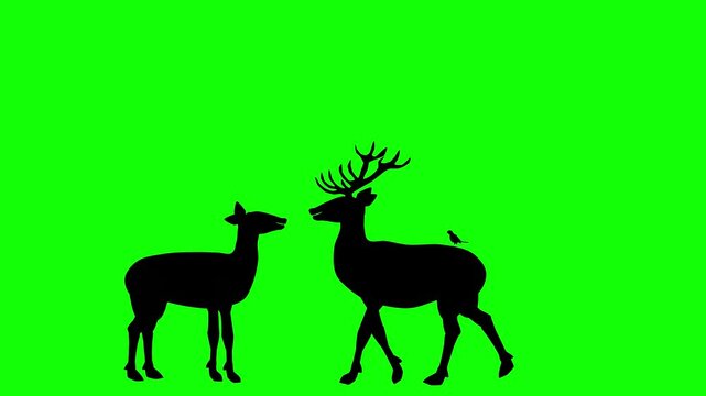 Two deer silhouettes walking in dark and green screen animation