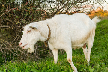 Obraz premium The goat munches on fresh grass, roaming freely in a vibrant field surrounded by bushes and trees, capturing the essence of rural life at dusk.