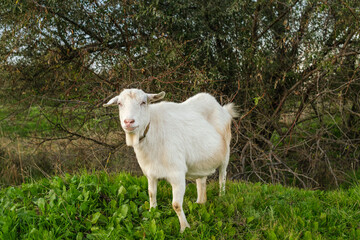Naklejka premium The white goat looks inquisitively towards the camera while standing on a lush green area, surrounded by bushes and trees, creating a serene countryside atmosphere.