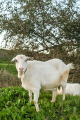 A white goat grazes in a lush green field, surrounded by plants and trees, as the sun sets in the background, casting a warm glow on the peaceful landscape.