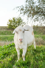 A white goat stands on vibrant green grass, enjoying its surroundings in a serene countryside field. The sunlight highlights the animal against a backdrop of trees.